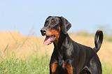 DOBERMANN 892